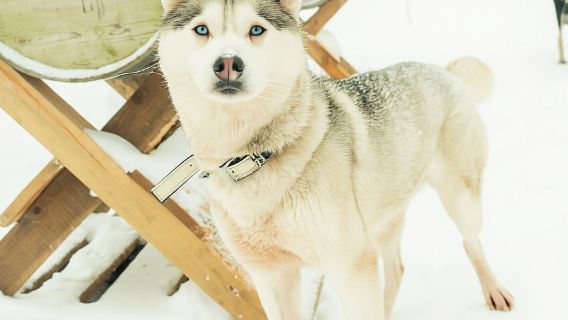 Tromsø: Dog Sledding Tour