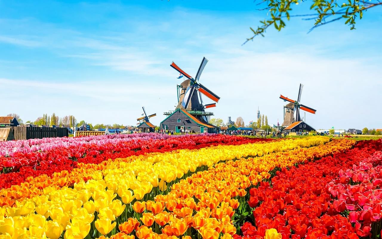 Zaanse Schans + Rijksmuseum + Amsterdam Canal Cruise in Amsterdam, Netherlands