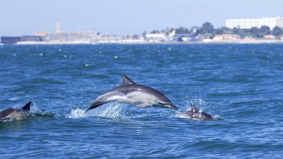 Dolphin Watching in Lisbon