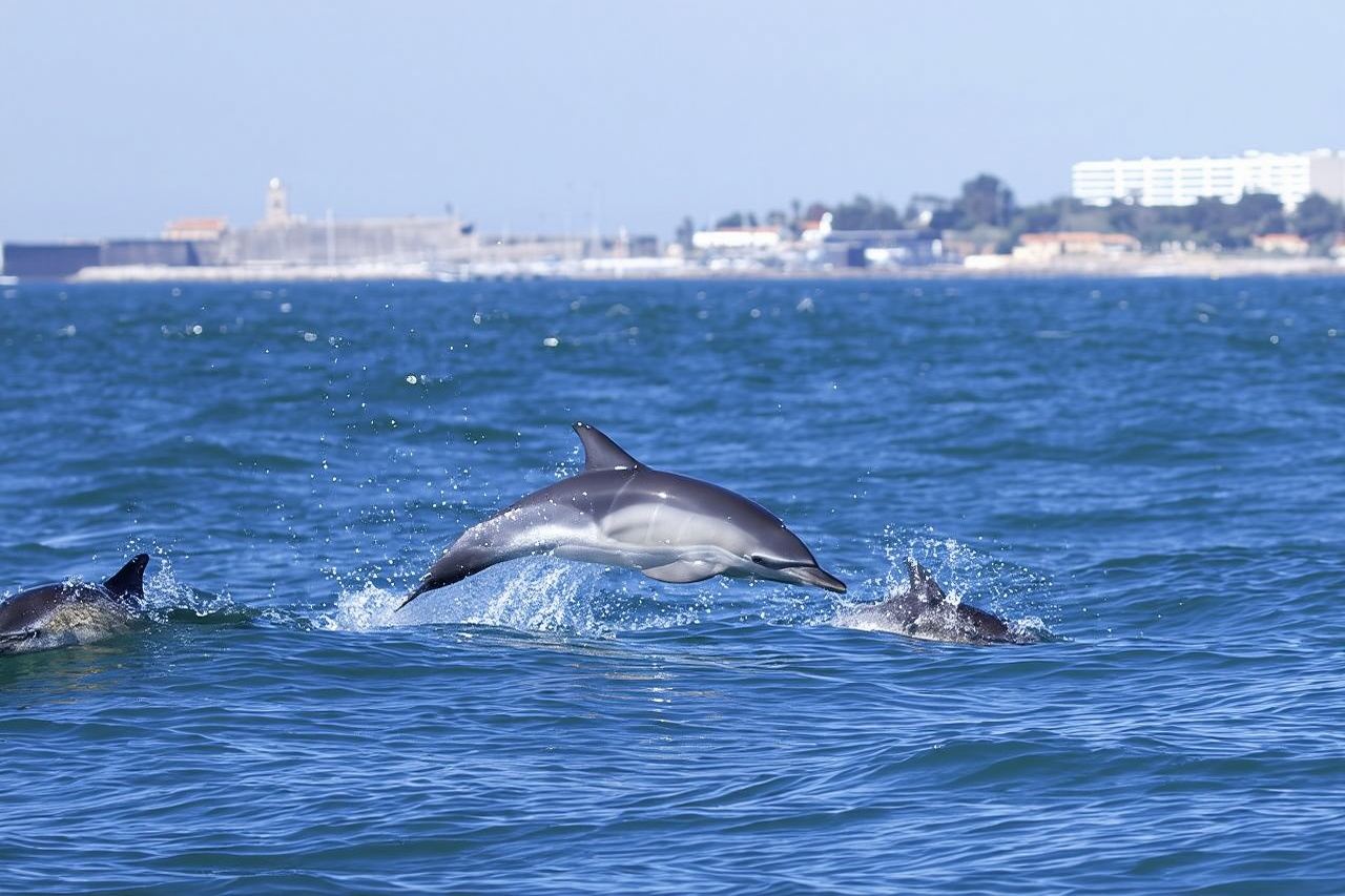Lisboa: Avistamiento de delfines con biólogo marino (grupo reducido)