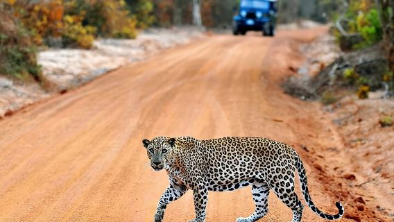 Wilpattu National Park Jeep Safari from Negombo / Waikkal (All Inclusive)