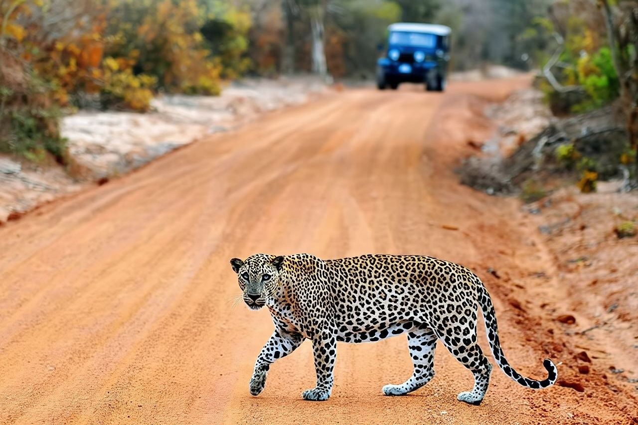 ทริปรถจี๊ปซาฟารีอุทยานแห่งชาติวิลปัตตูจากเนกอมโบ/ไวคัล (รวมทุกอย่าง)