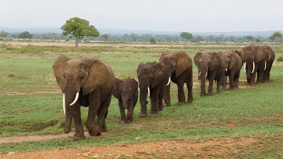Dar Es Salaam: Safari Lawatan Sehari ke Taman Negara Mikumi dengan Kereta Api
