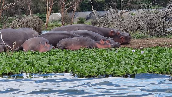 Lawatan Seharian Ke Taman Negara Hell's Gate dan Pilihan Menaiki Bot di Tasik Naivasha.