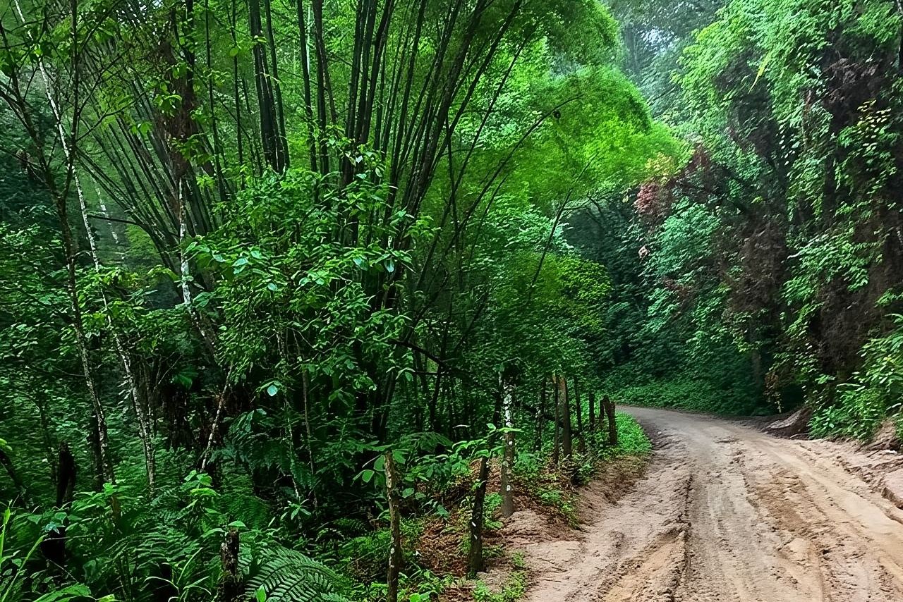 MINCA TOUR - Ontdek watervallen en de oorsprong van koffie en cacao