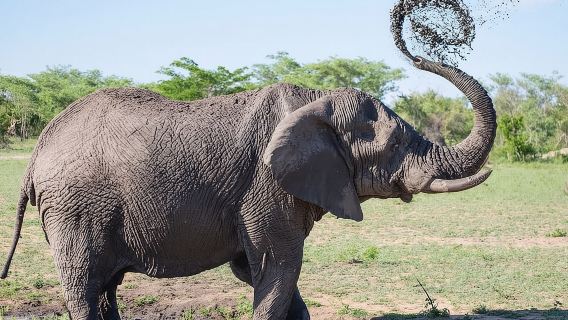 Tour safari di un giorno intero a Chobe