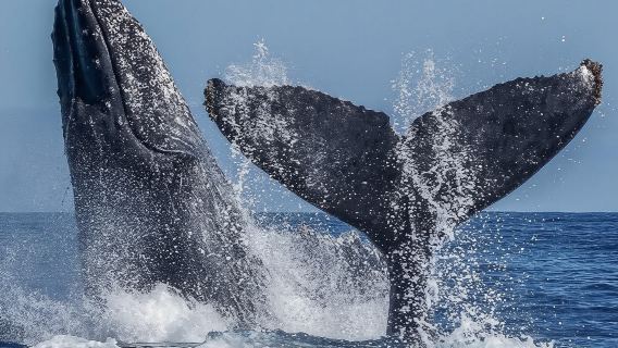 เรือยอทช์ส่วนตัว Los Cabos ชมปลาวาฬและเครื่องดื่ม - รองรับผู้เข้าพักสูงสุด 18 ท่าน