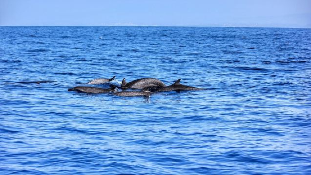 Bootstour zur Beobachtung von Meereslebewesen in Puerto Escondido