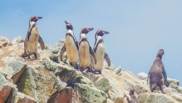 จากลิมา: ปารากัส, อิคา และโอเอซิสวากาชินา แบบรวมทุกอย่าง