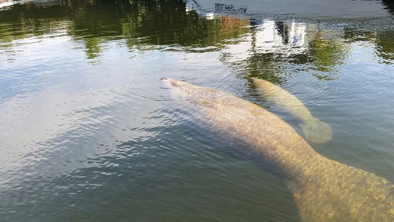Key Largo ล่องเรือชมพระอาทิตย์ตก