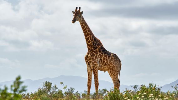 Safari di un giorno intero tra gli elefanti di Addo e tour della città di Port Elizabeth