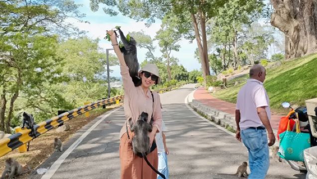 Kuala Selangor Malawati Hill Silver Leaf Monkeys + Eagle Feeding + Fireflies + Blue Tears Half-Day Nightlife