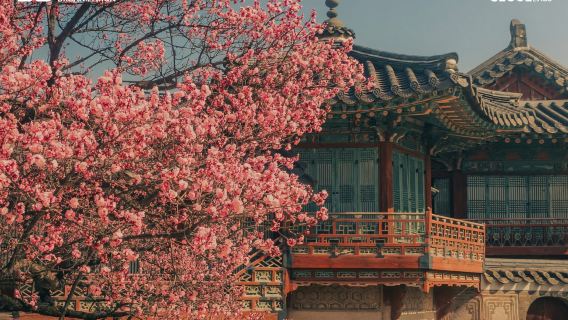 서울 투어패스 24/72/120시간 선택 가능 디스커버 서울 패스