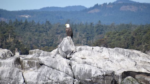 Victoria: 3-Hour Whale Watching Tour