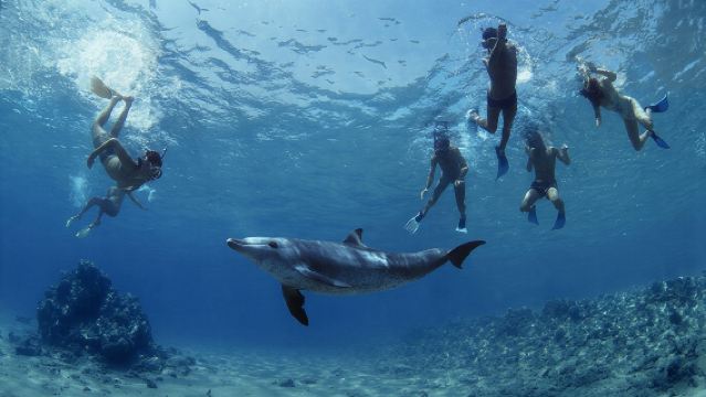 フルガダ：ドルフィンハウスへのボートトリップ - 紅海でイルカと泳ごう！