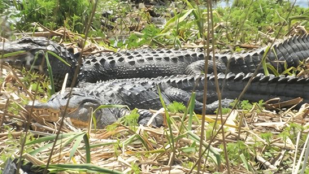 2-Hour Guided Segway Tour of Huntington Beach State Park in Myrtle Beach