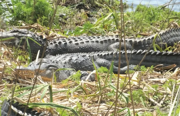 默特爾比奇亨廷頓海灘州立公園兩小時賽格威導覽遊