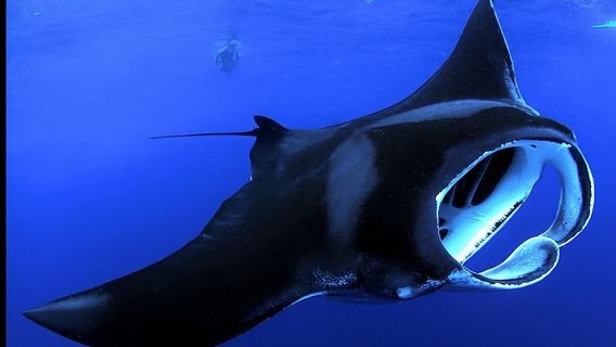 Big Island Manta Ray Night Snorkel