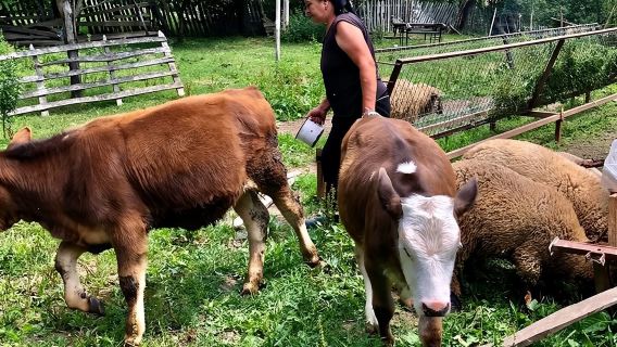 Experiencia en un pueblo original de los Cárpatos y Sinaia en una excursión de un día