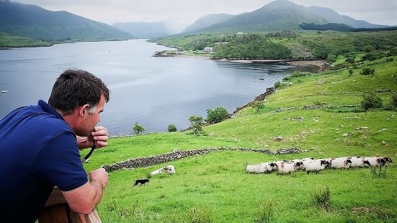 เยี่ยมชมฟาร์มแกะแบบดั้งเดิมพร้อมการสาธิตการใช้สุนัขต้อนแกะ เมืองกัลเวย์