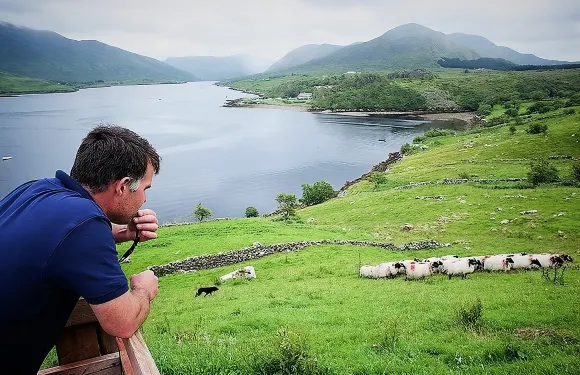 參觀傳統運作中的牧羊場，觀賞牧羊犬示範。高威(Galway)。