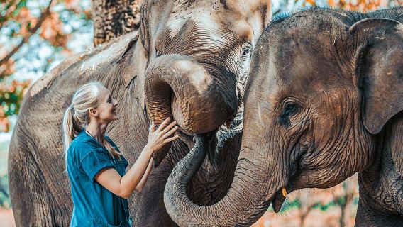 태국 여행 크라비 아오난 코끼리 보호 캠프 반나절 데이투어 코끼리 목욕 및 먹이주기 가족 체험
