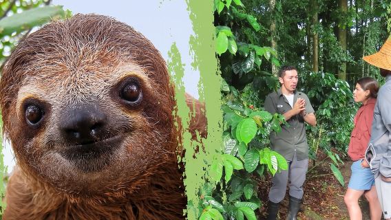 Sloths Observation and Coffee, Chocolate, Sugarcane Experience