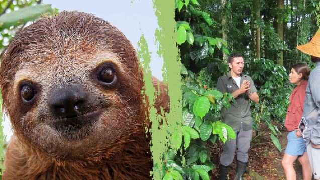 Avistamiento de Perezosos y Experiencia con Café, Chocolate y Caña de Azúcar