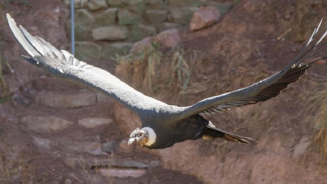 Cochahuasi Animal Sanctuary Admission Ticket