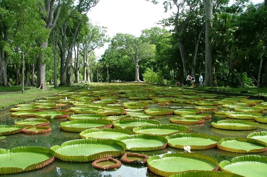私人出租車：毛里求斯北部導賞團。