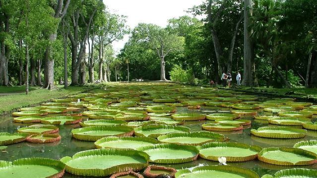 Private taxi : North guided tour of mauritius.