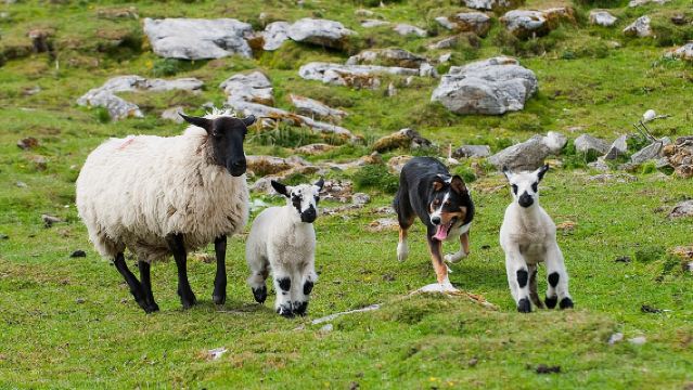 Privé dagtocht Cliffs of Moher