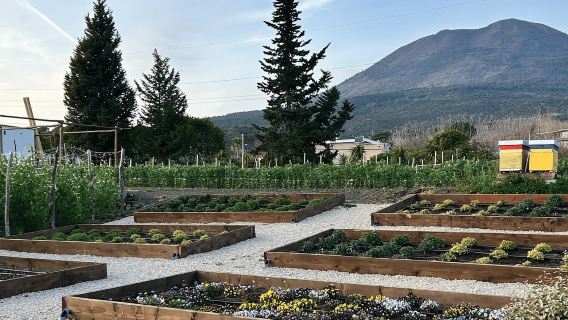 Pompeii Tour & Lunch with Wine Tasting Experience