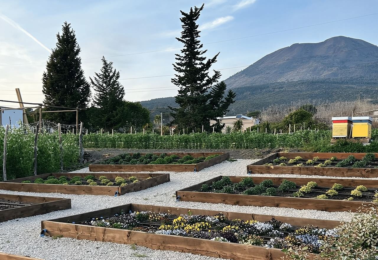 Organic Lunch With Wine Tasting from Pompeii