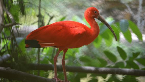 Port of Spain: Caroni Bird Sanctuary by Boat