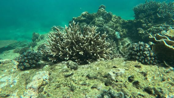 Snorkeling Trip To Angel Rock