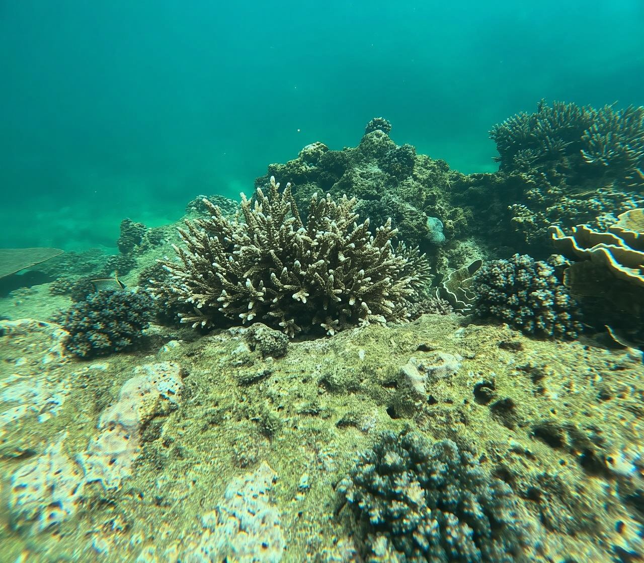 Snorkeling Trip To Angel Rock