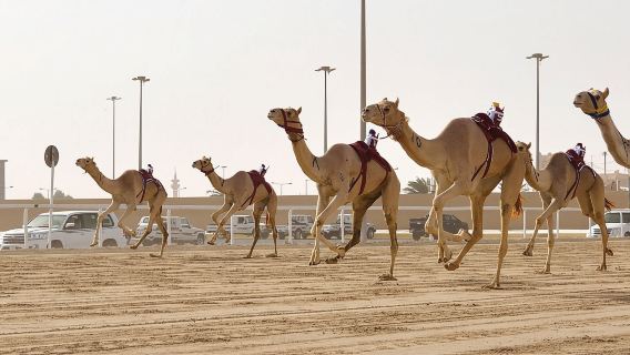 West of Qatar Richard Serra, Mushroom Hills, CamelRace track