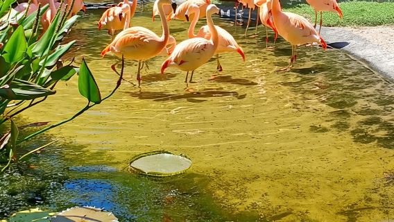 St. Petersburg: Eco Segway Tour with Sunken Gardens