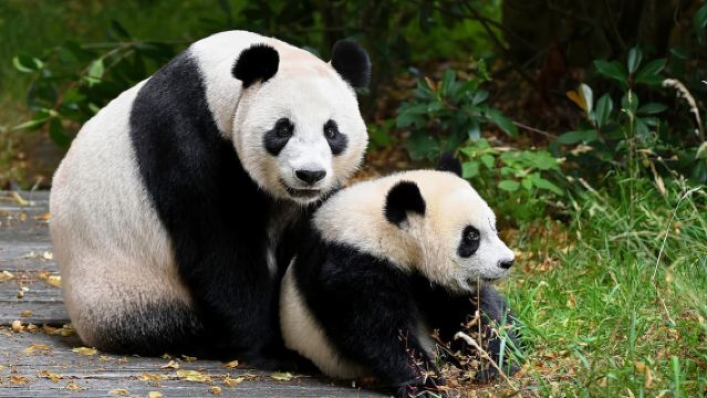 Rhenen: Entrada para el Zoo Ouwehands