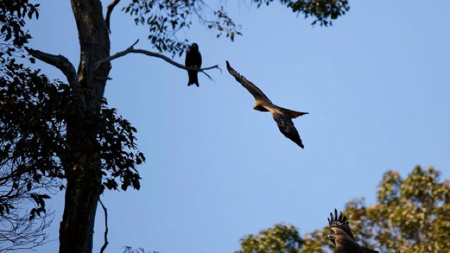 Margaret River: Birds of Prey Encounter and Forest Walk
