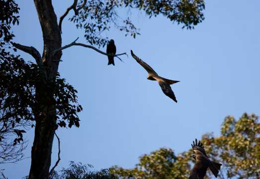 Margaret River: Birds of Prey Encounter and Forest Walk AUD 23.77