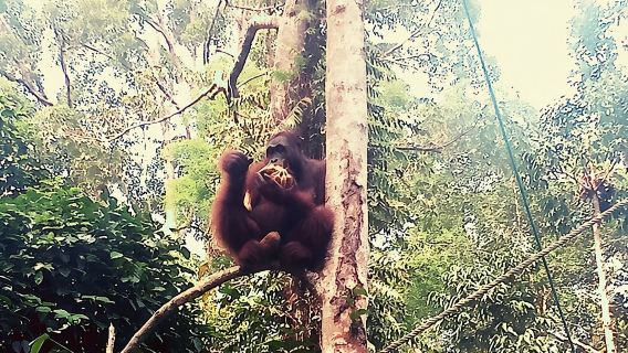 Semenggoh Orangutan Center & Sarawak Cultural Village