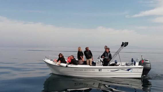 Small Group Dolphin and Wildlife Watching Tour in Faro