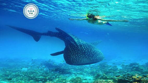 Phi Phi Islands + Maya Bay: Island Hopping, Snorkeling