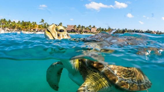 Private Turtles & Cenotes Adventure