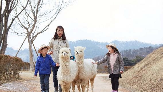 Gyeonggi-do | Alpaca World X Nami Island X Garden of Morning Calm