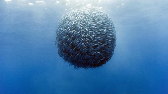 フィリピン・セブ モアルボアル サーディンストーム ワンデーツアー【シュノーケリング付・ランチ付・ダイビングにアップグレード可能】