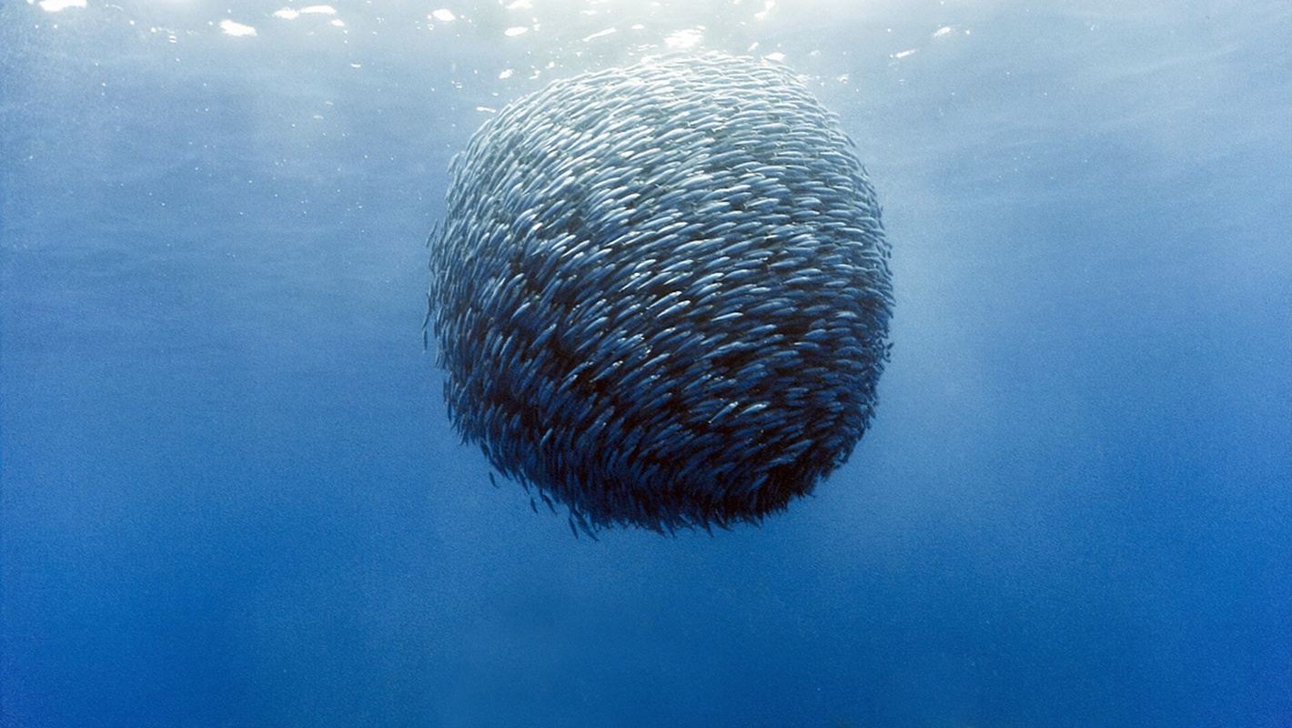 Excursión de un día a la tormenta de sardinas en Moalboal, Cebú, Filipinas [incluye snorkel y almuerzo, opción de buceo]