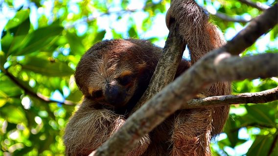 Chuyến tham quan riêng tư Roatan dành cho các loài lười, khỉ, chim, tham quan thành phố và đưa đón